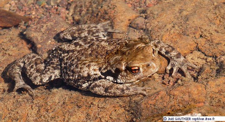 Crapaud_commun.JPG - Crapaud commun mâle adulte.