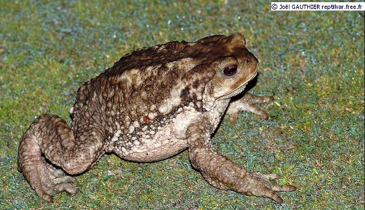 Crapaud_commun_Femelle.JPG - Crapaud commun femelle adulte.