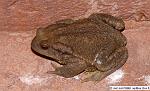 Crapaud_commun_