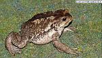 Crapaud_commun_Femelle