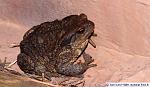 Crapaud_commun__