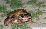 Crapaud_commun_amplexus