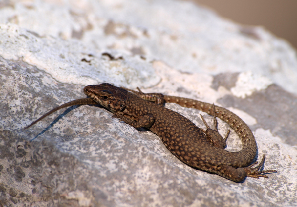 Lezard_catalan_RE.jpg