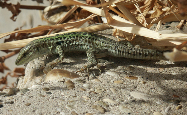 Podarcis_sicula_male_0.jpg