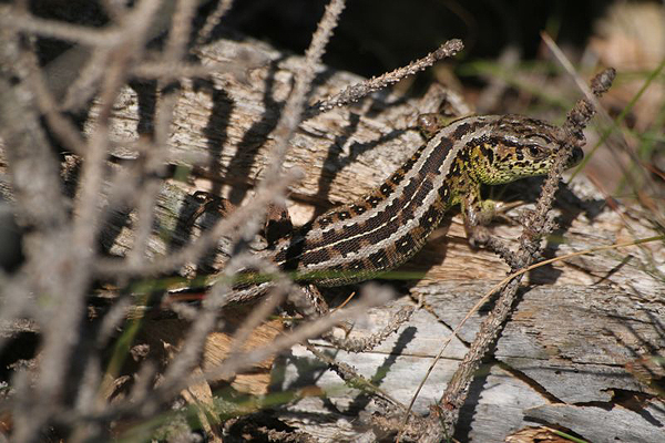 Lezard_agile_AS.jpg