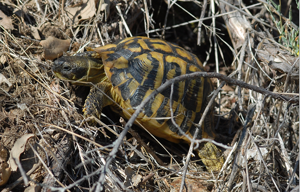 Tortue_hermann_1_JG.jpg